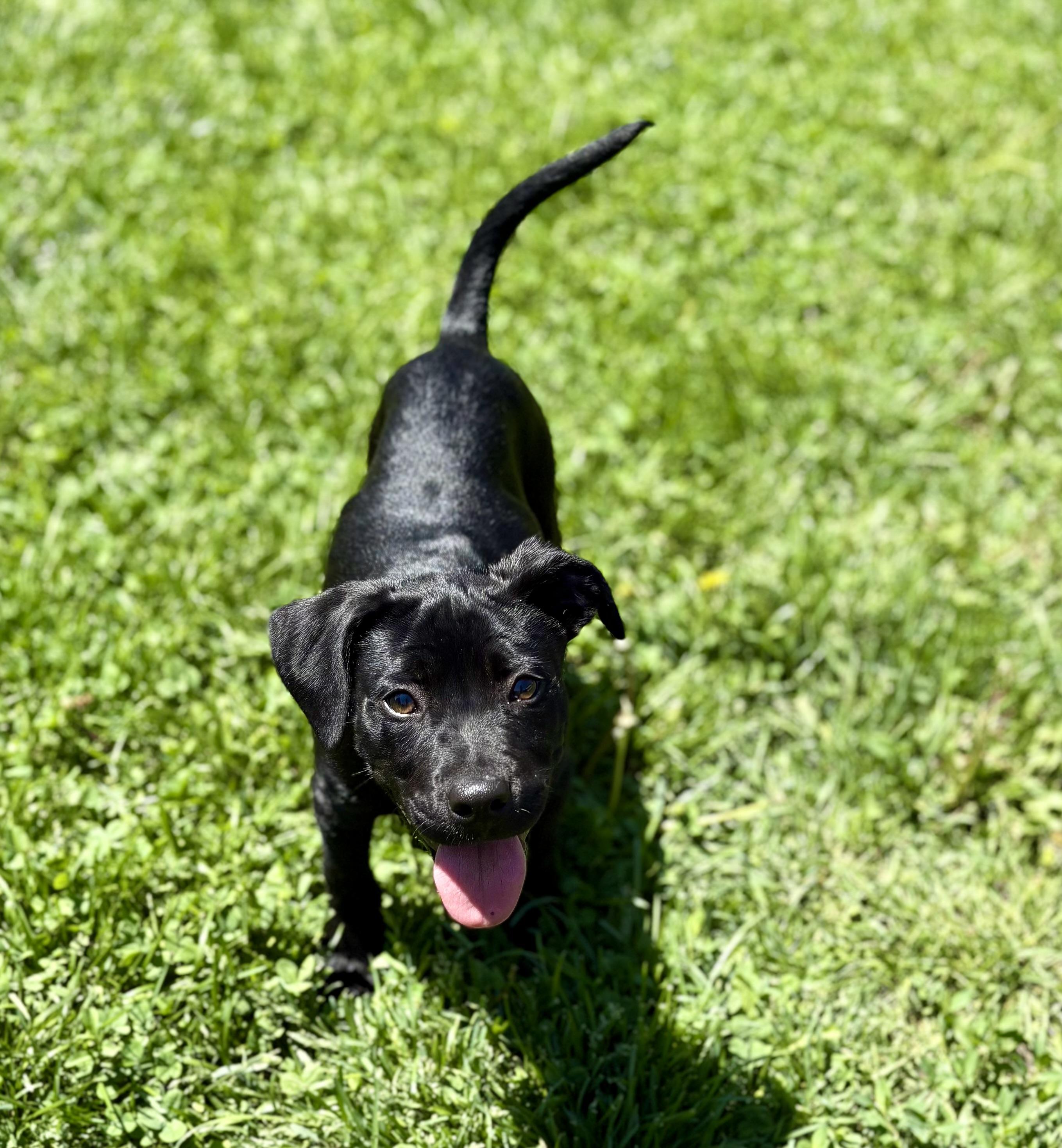 Pine, a Adoptable mixed breed in New Baltimore, MI image 2/5