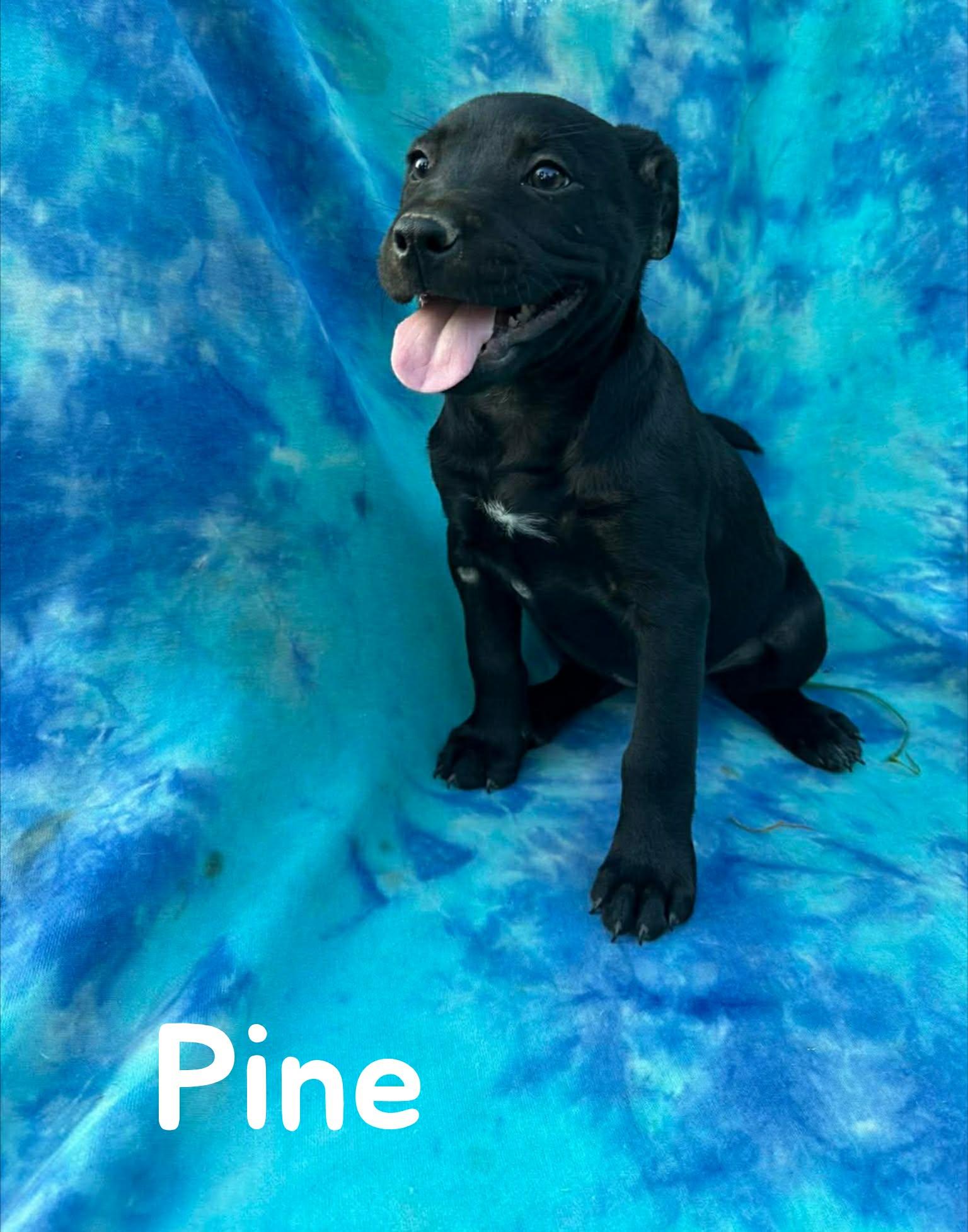 Pine, a Adoptable mixed breed in New Baltimore, MI image 3/5