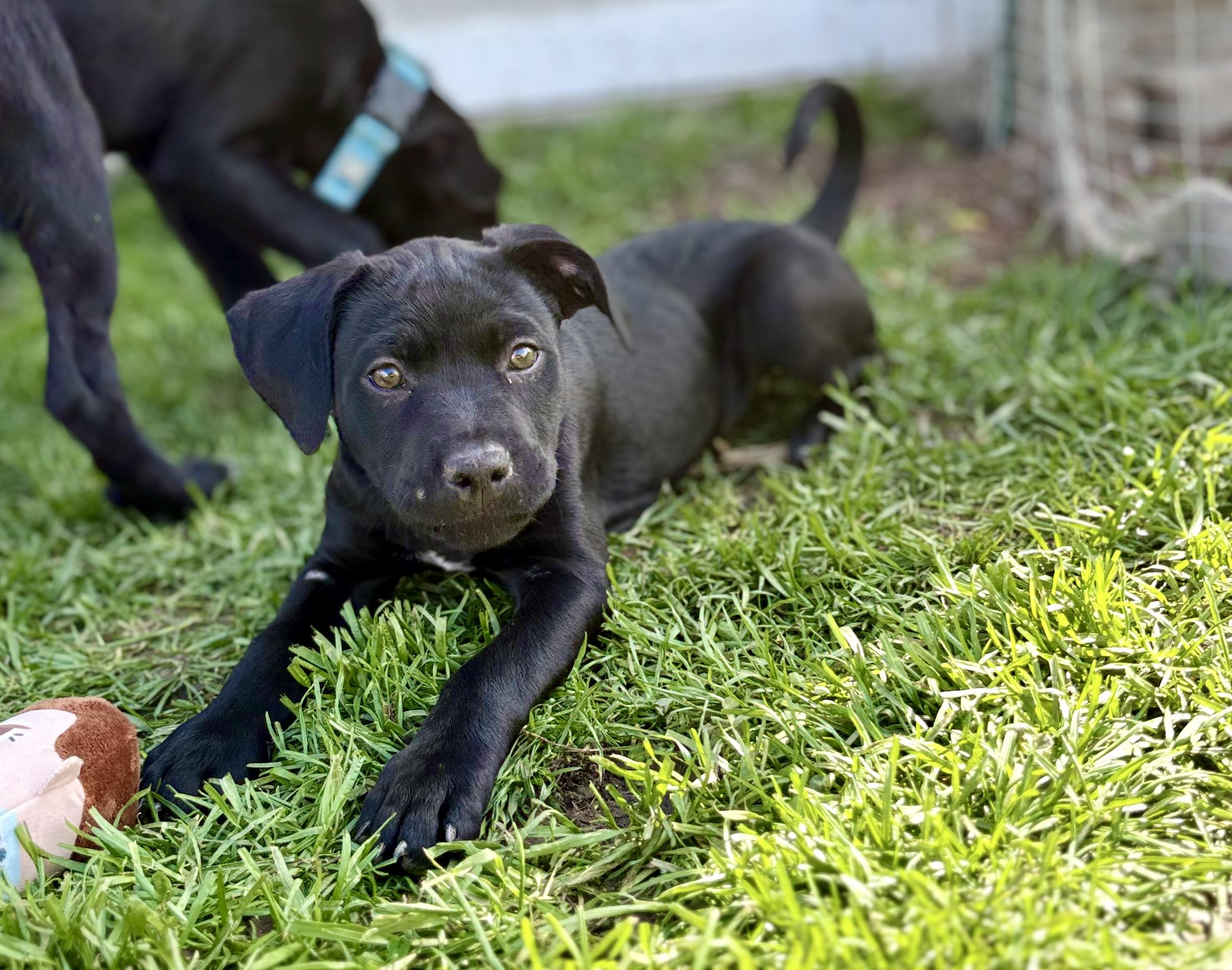 Pine, a Adoptable mixed breed in New Baltimore, MI image 4/5