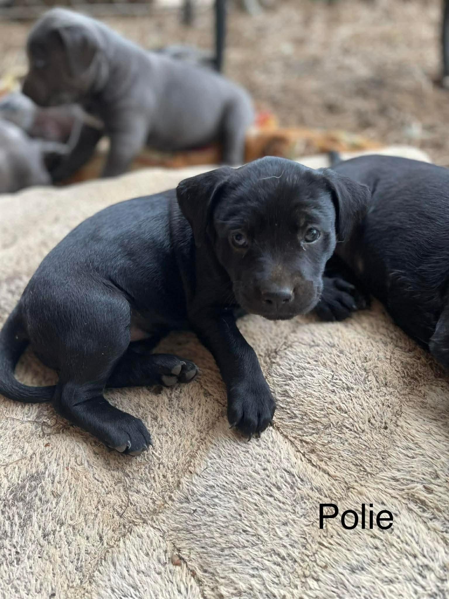Pine, a Adoptable mixed breed in New Baltimore, MI image 5/5