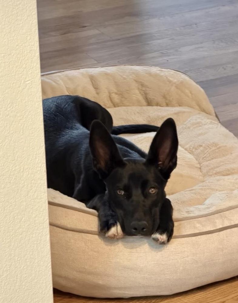 Moonshine, a Adoptable mixed breed in Commerce City, CO image 2/5