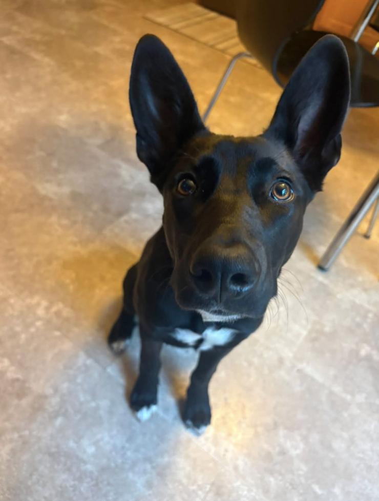 Moonshine, Adoptable, Puppy Female Shepherd.