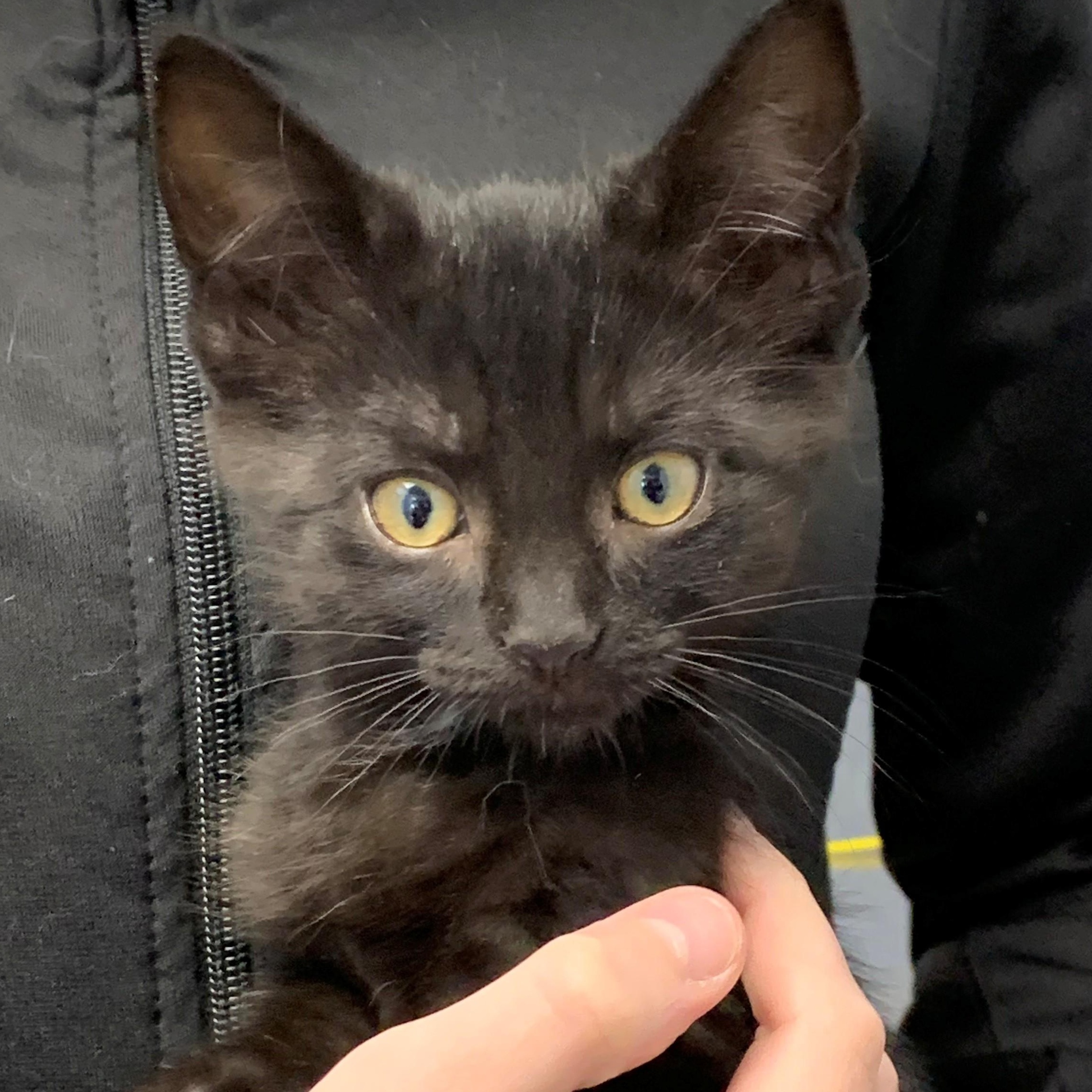 Marley, Baby Female Domestic Short Hair