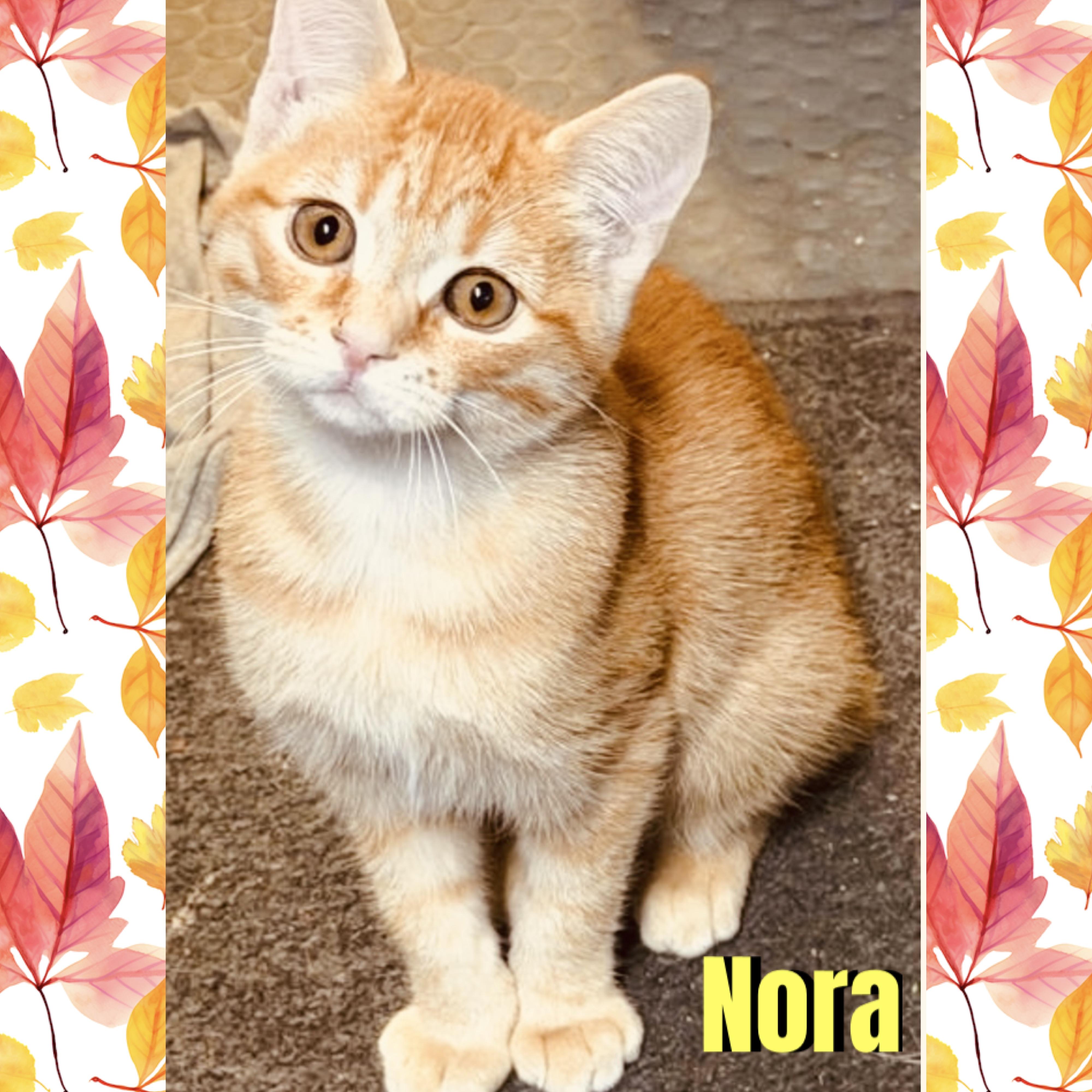 Enlarge Nora, a Adoptable mixed breed in Red Lodge, MT image 1/1