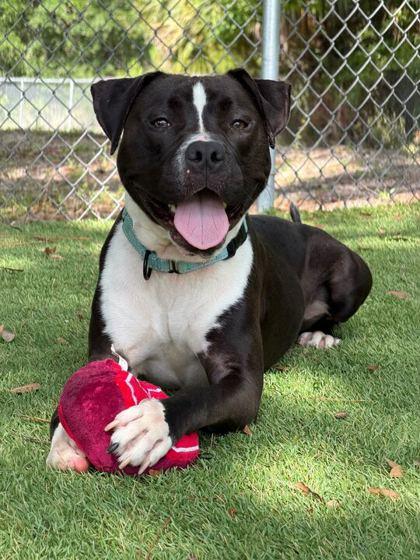 Apollo - 3, Adoptable, Puppy Male Mixed Breed & Mixed Breed.