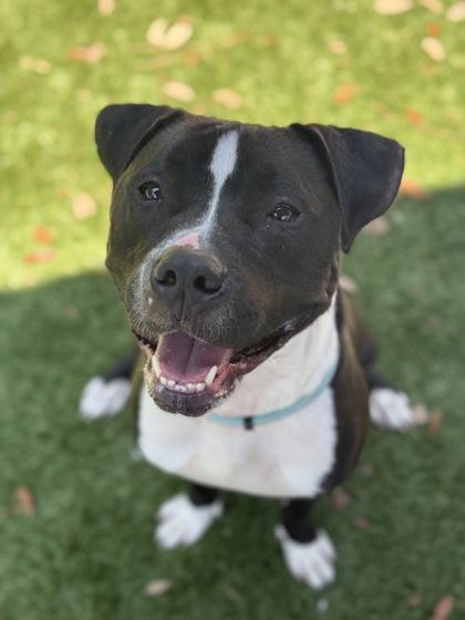 Enlarge Apollo - 3, a Adoptable mixed breed in Daytona Beach, FL image 2/3