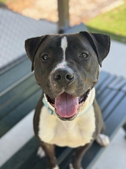 Enlarge Apollo - 3, a Adoptable mixed breed in Daytona Beach, FL image 3/3
