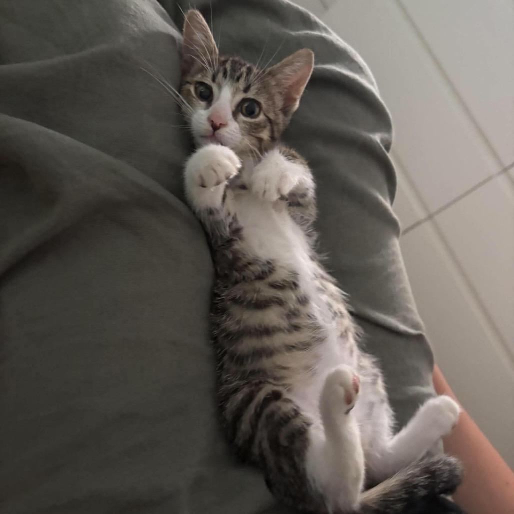 Josey, Adoptable, Kitten Female Domestic Short Hair.