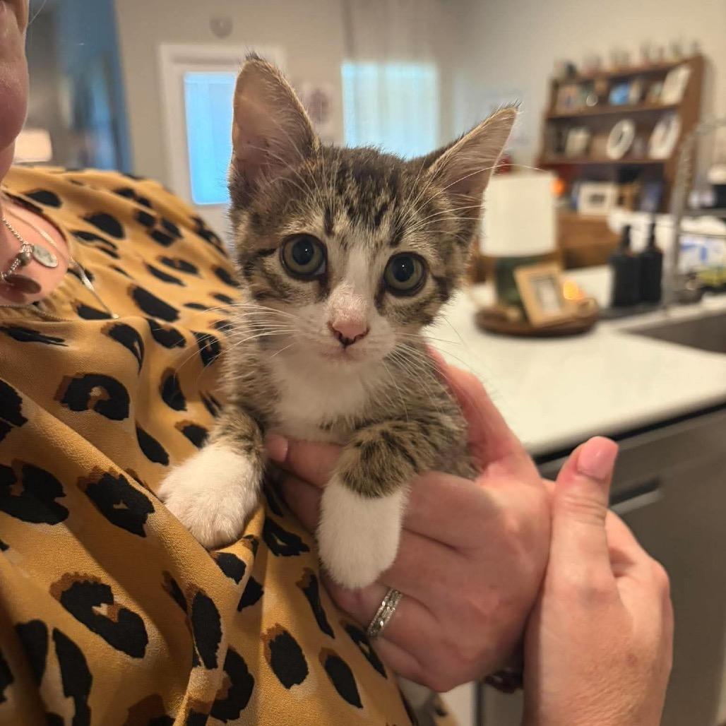Enlarge Josey, a Adoptable Domestic Short Hair in Newcastle, OK image 2/5