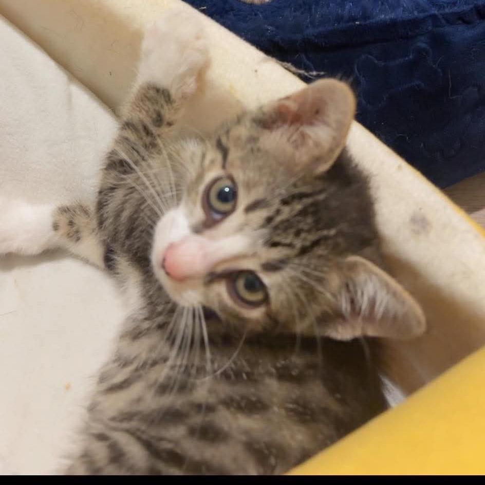 Enlarge Josey, a Adoptable Domestic Short Hair in Newcastle, OK image 3/5