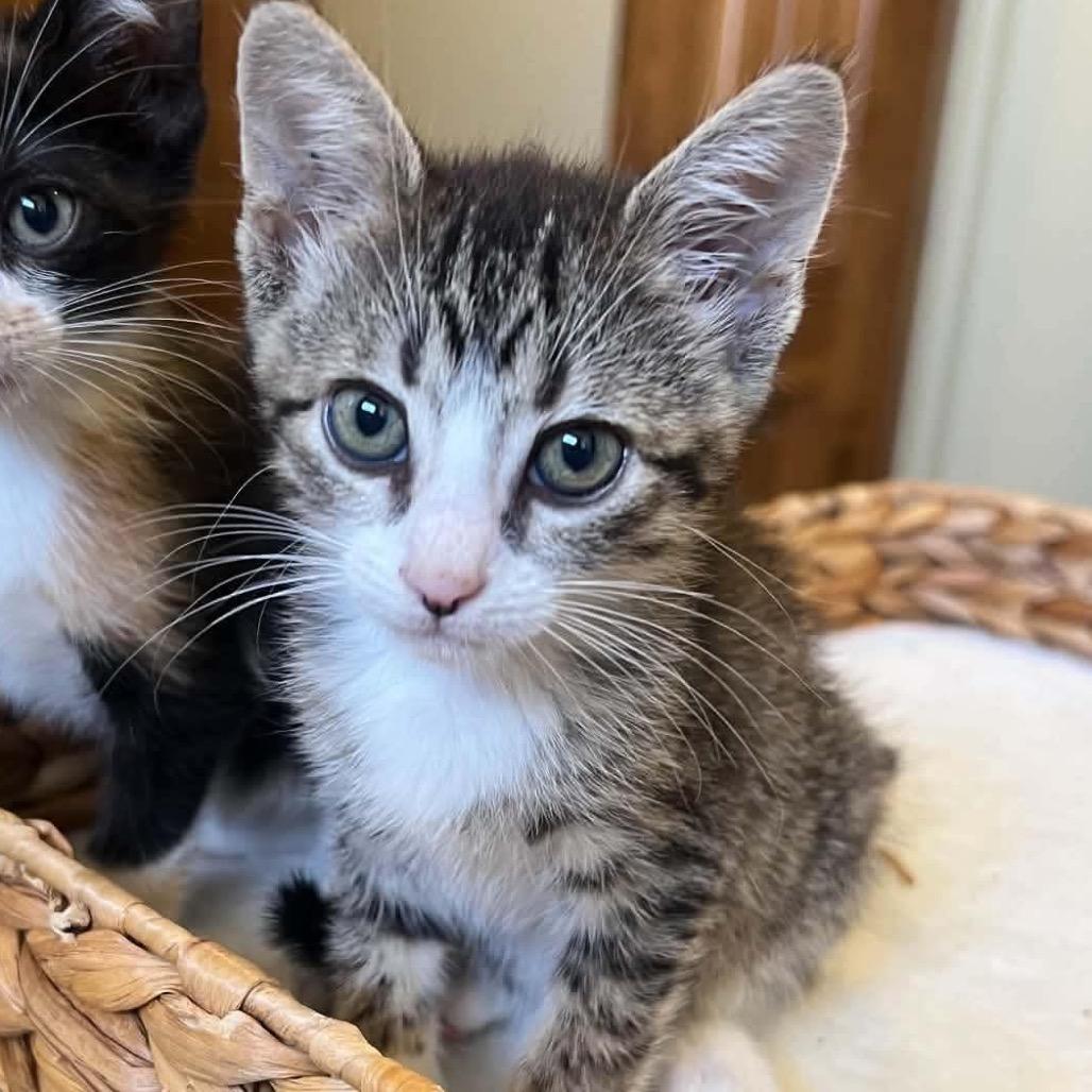 Enlarge Josey, a Adoptable Domestic Short Hair in Newcastle, OK image 4/5