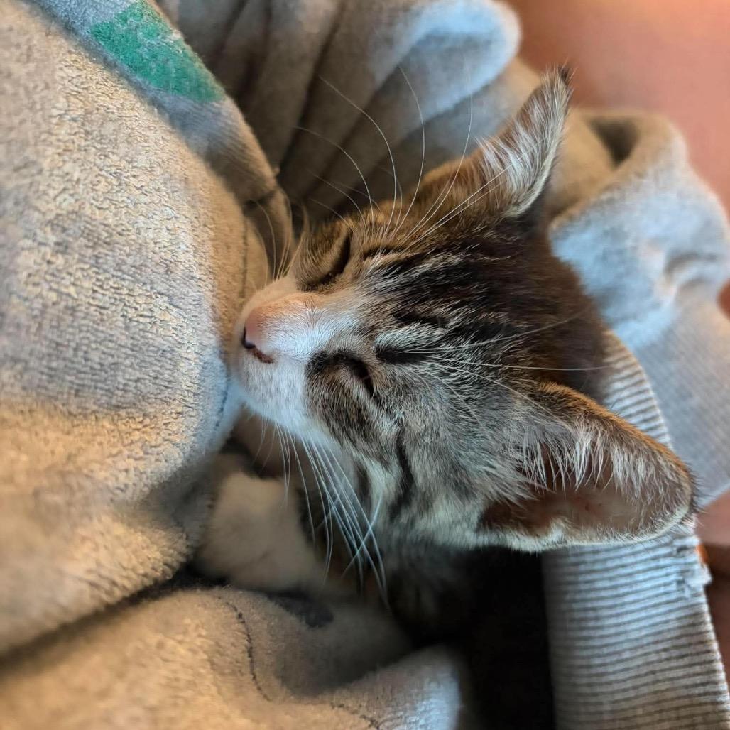 Enlarge Josey, a Adoptable Domestic Short Hair in Newcastle, OK image 5/5