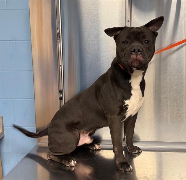 Enlarge HIPPO, a Adoptable mixed breed in Minneapolis, MN image 1/1