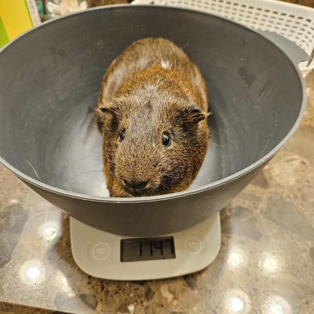 Cedar w/Oak, Adoptable, Adult Male Guinea Pig.