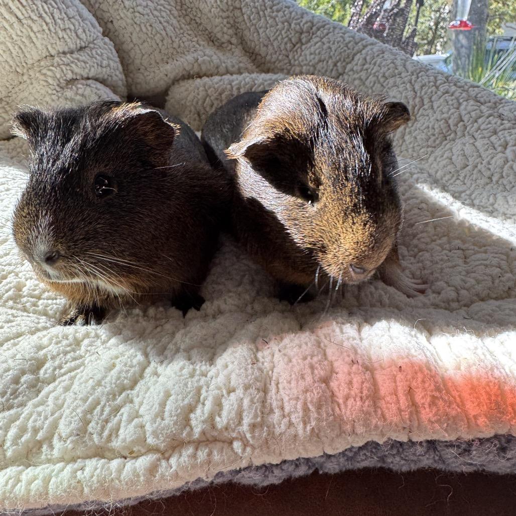 Enlarge Cedar w/Oak, a Adoptable Guinea Pig in Walnut Grove, CA image 2/3