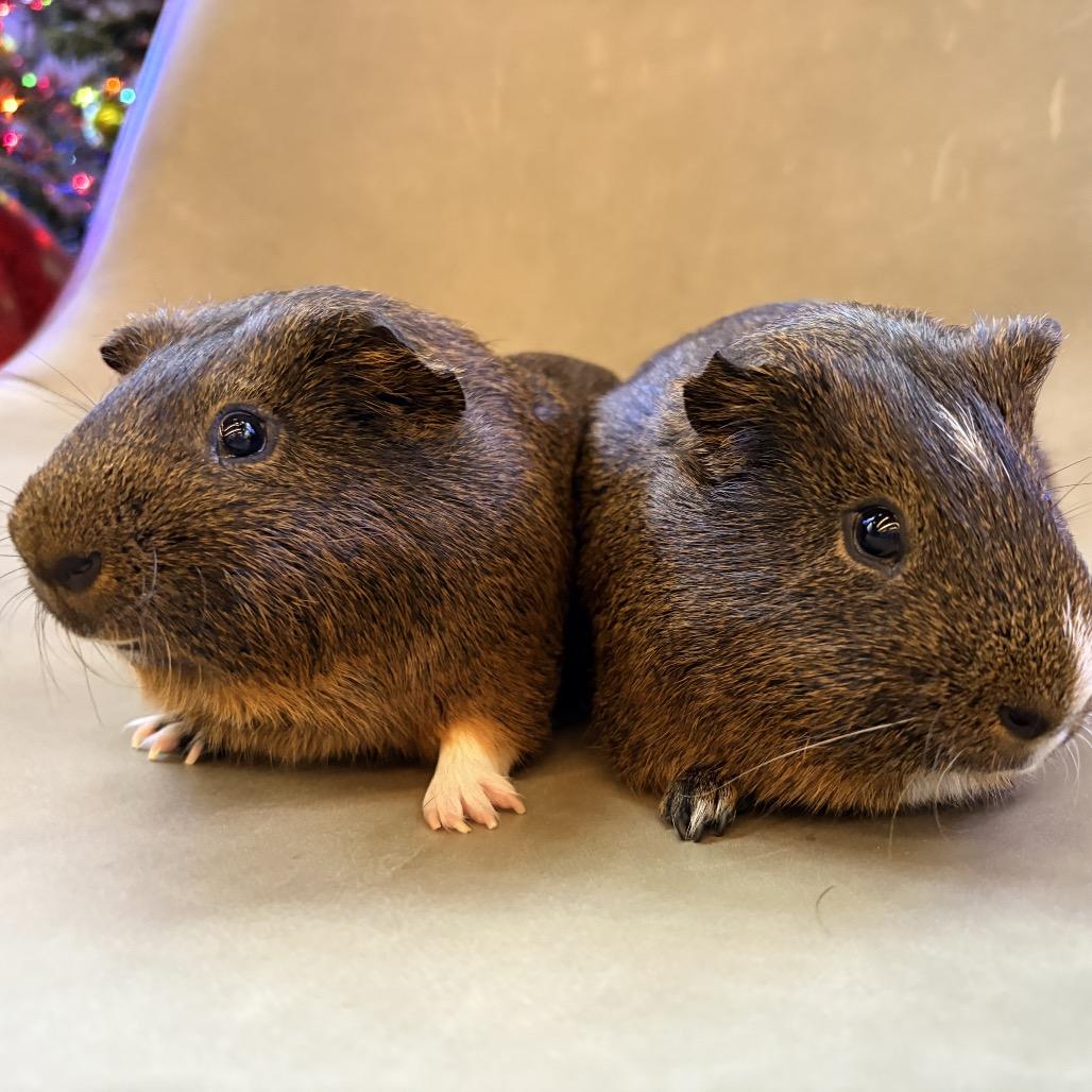 Enlarge Cedar w/Oak, a Adoptable Guinea Pig in Walnut Grove, CA image 3/3