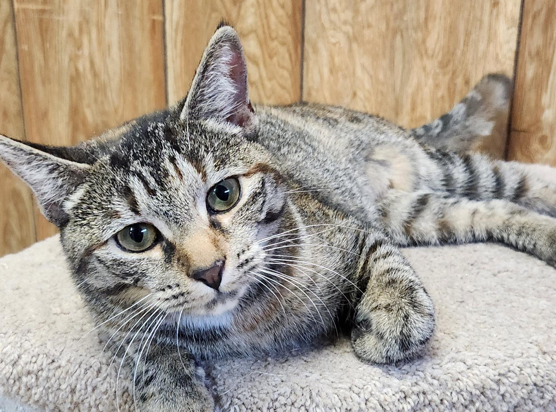 Lily, a ADOPTABLE Tabby in Linden, NJ image 6/6