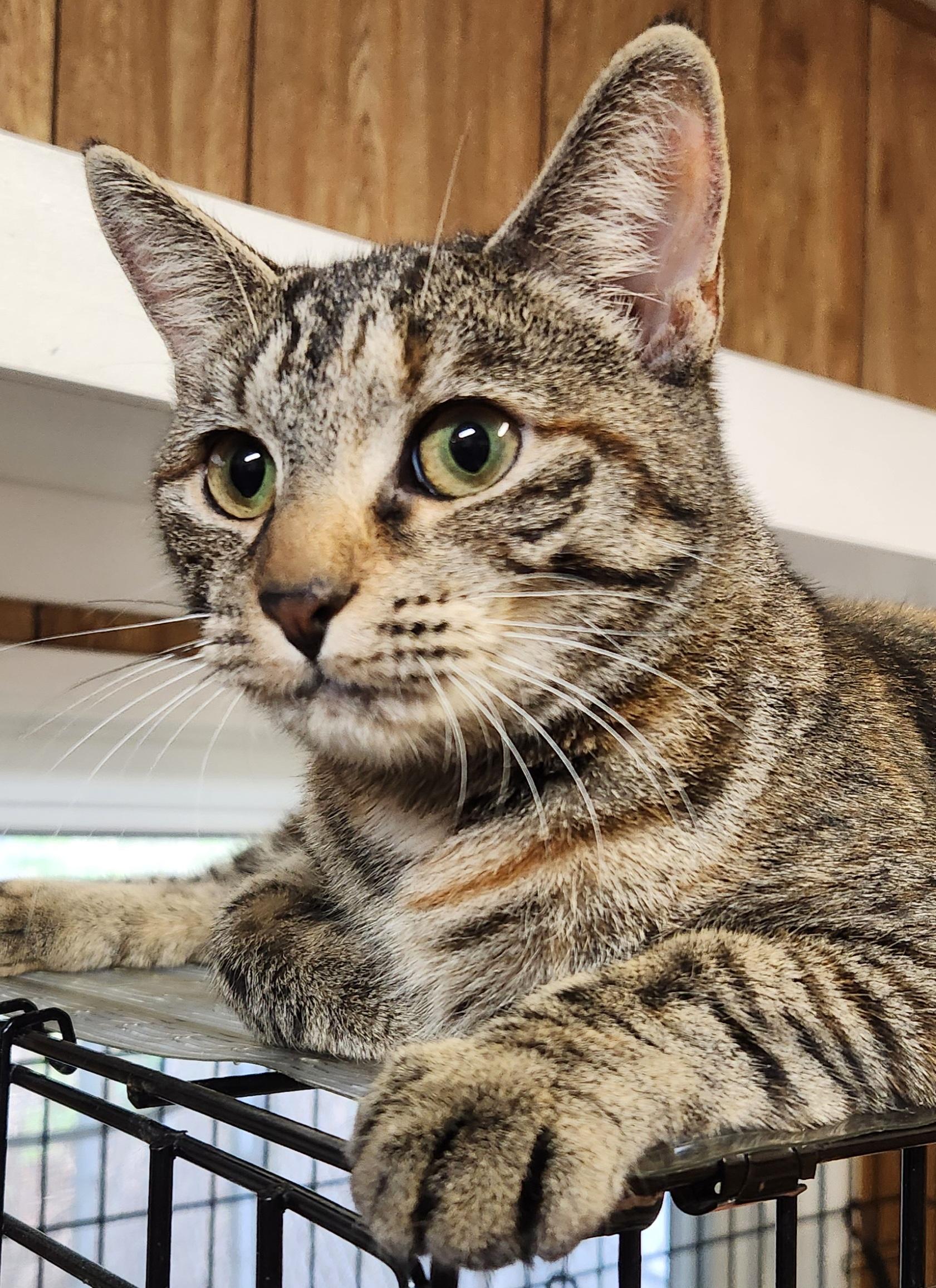 Lily, a ADOPTABLE Tabby in Linden, NJ image 4/6