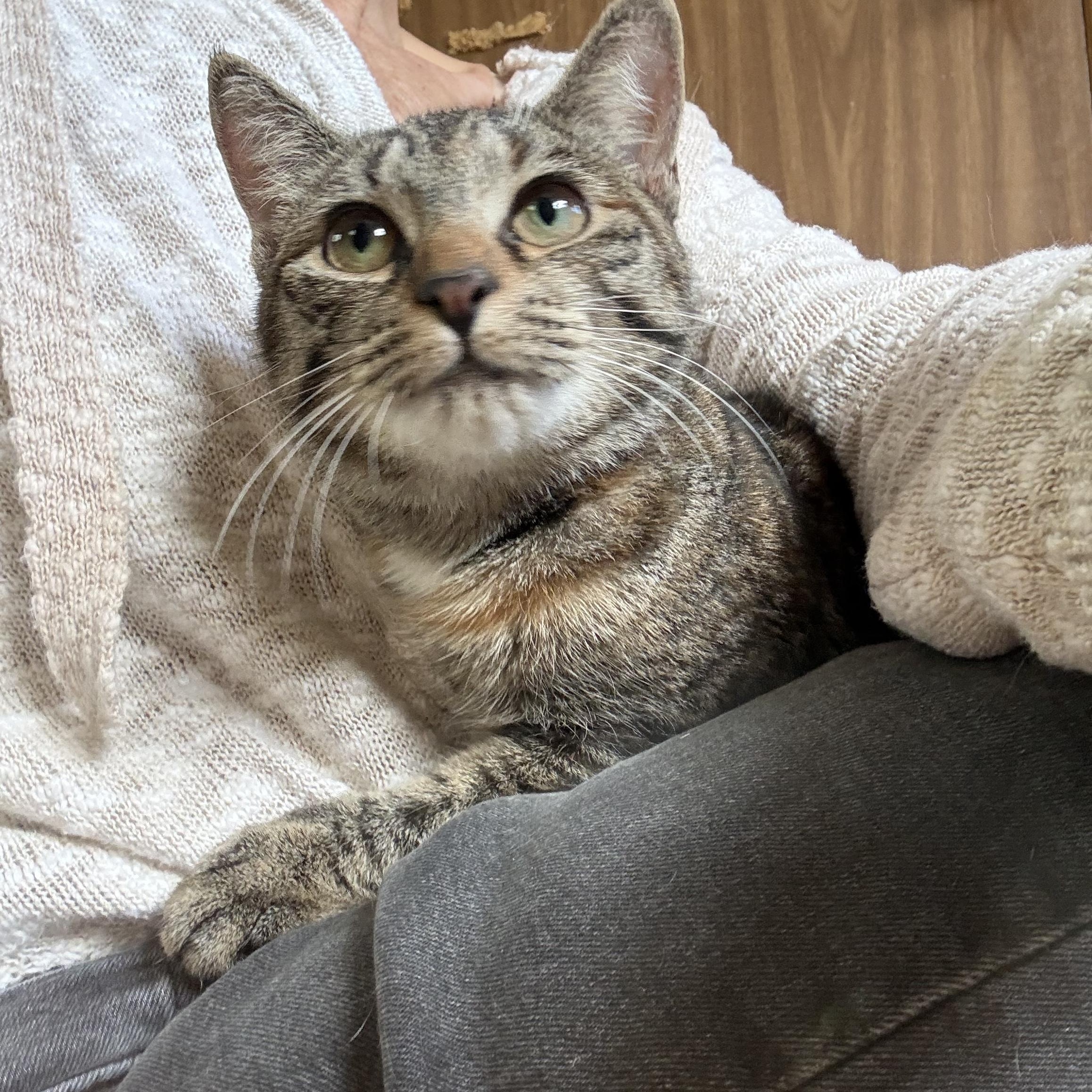 Lily, a ADOPTABLE Tabby in Linden, NJ image 3/6