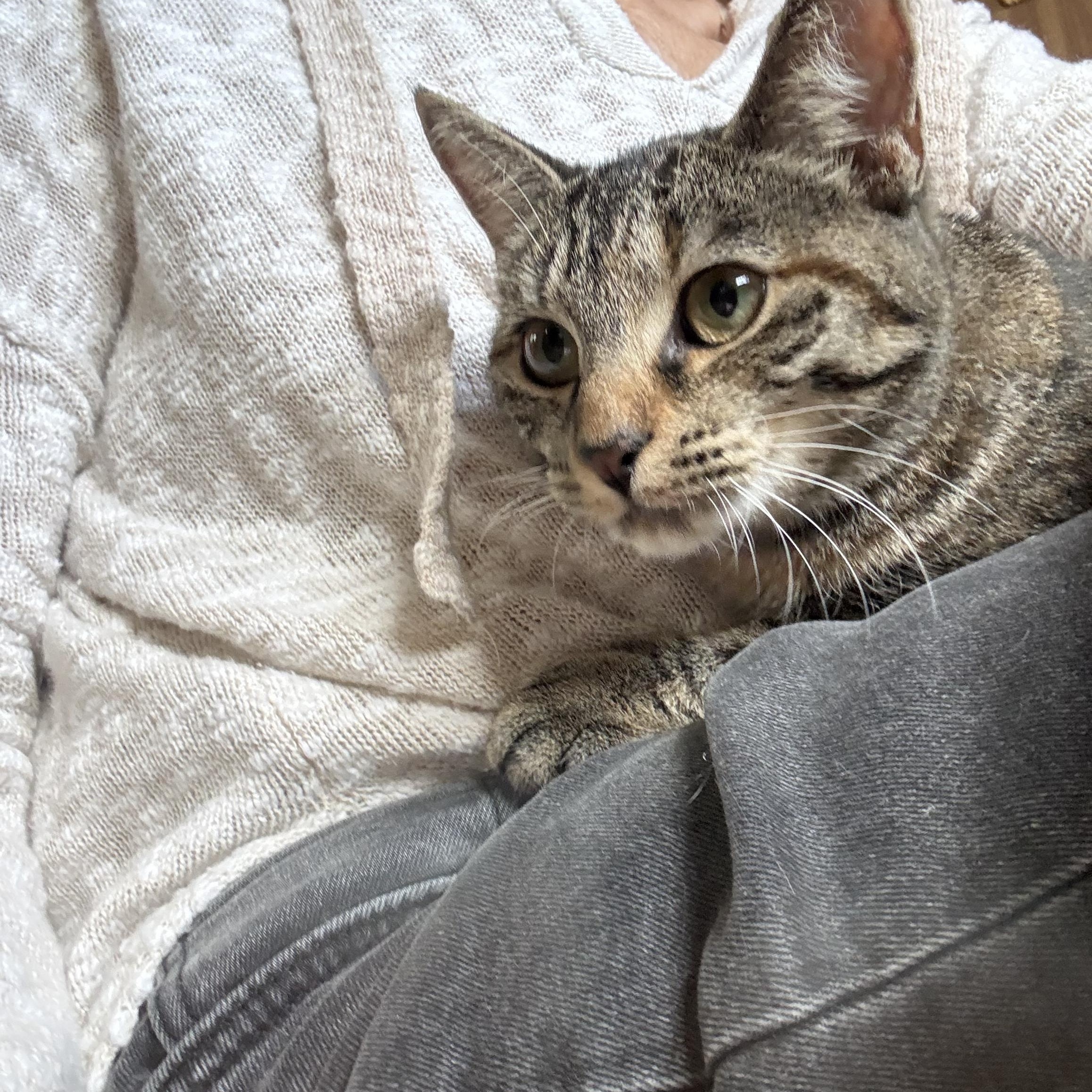 Lily, a ADOPTABLE Tabby in Linden, NJ image 5/6