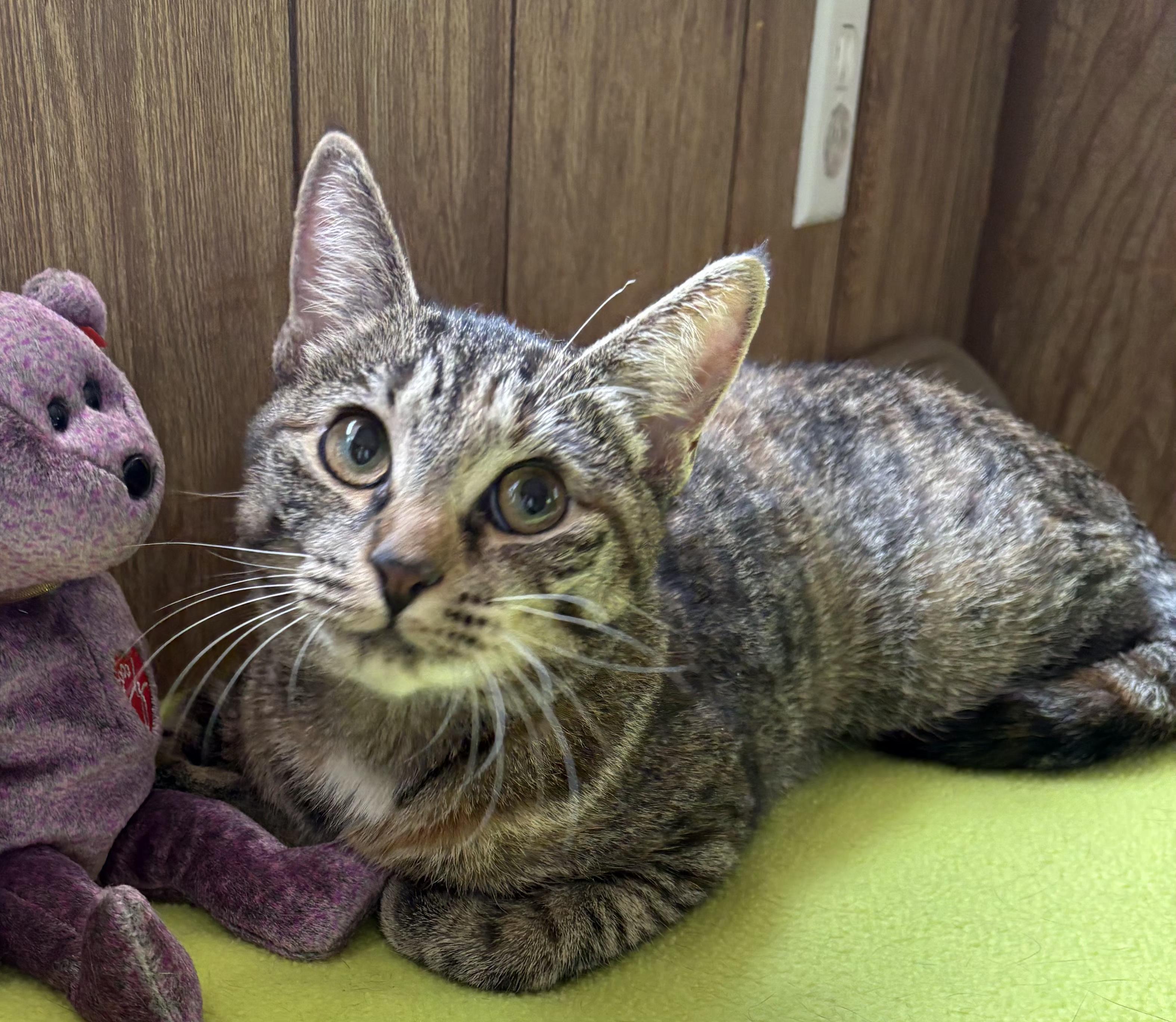 Lily, a ADOPTABLE Tabby in Linden, NJ image 2/6