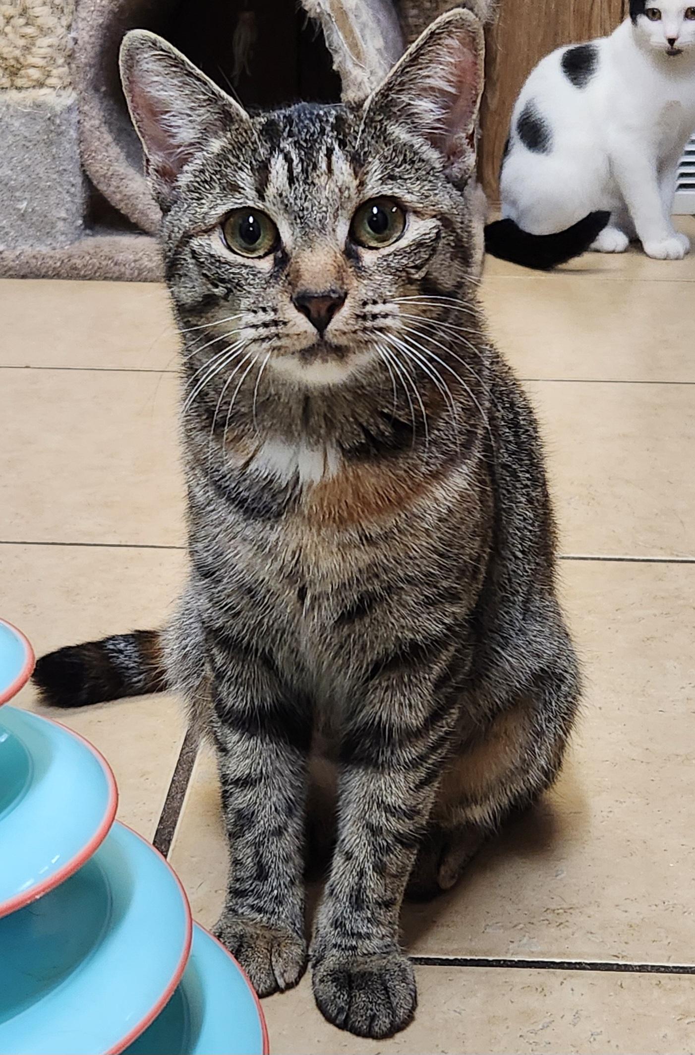 Lily, ADOPTABLE, Kitten Female Tabby.