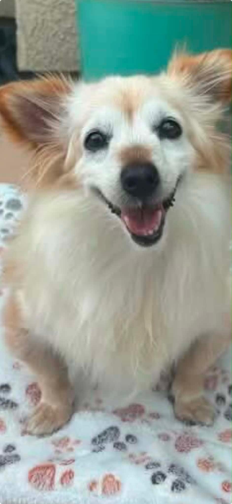 Ms. Winnie, ADOPTABLE, Senior Female Pomeranian.