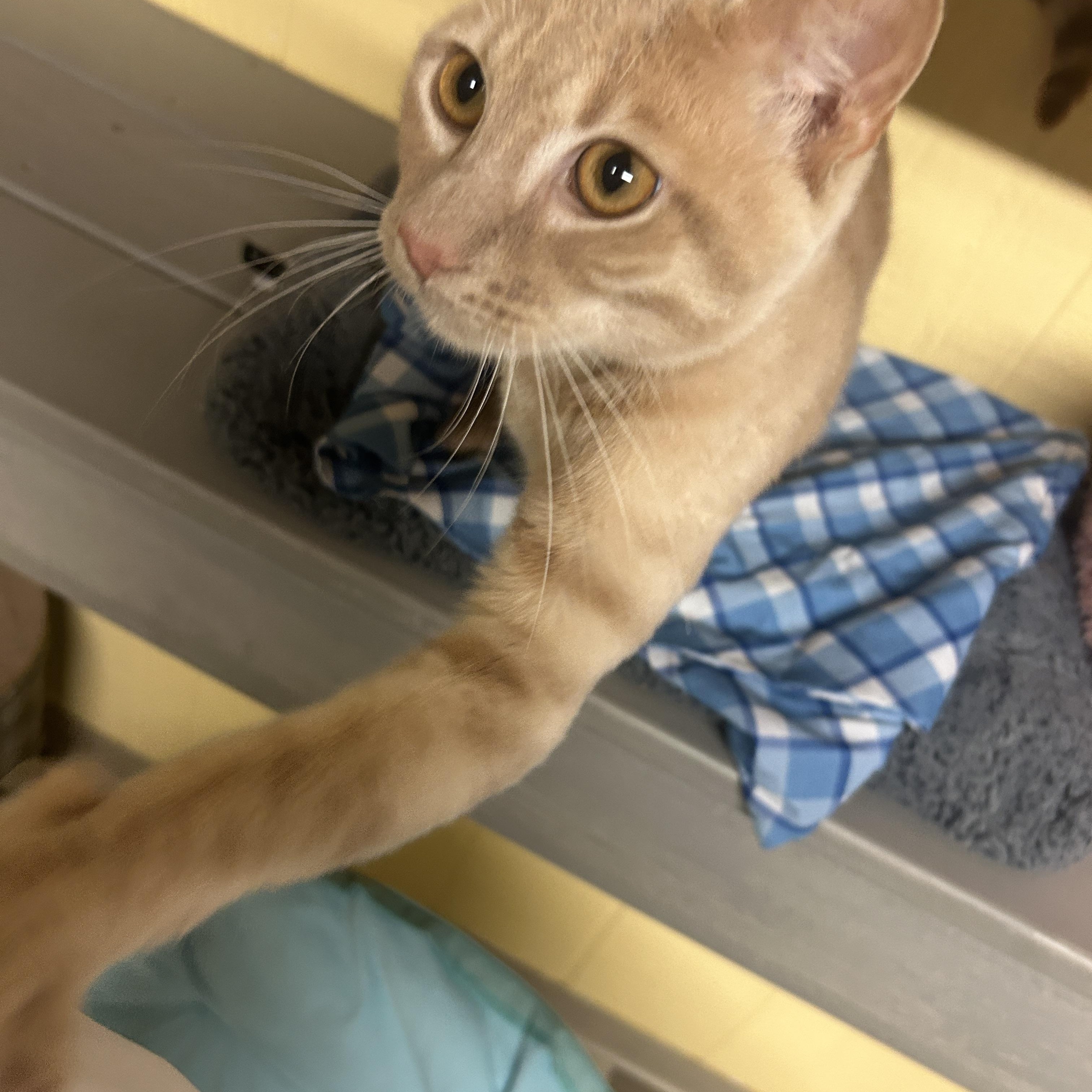 Peeta