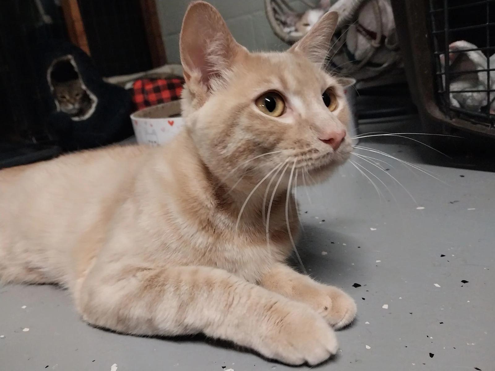 Peeta