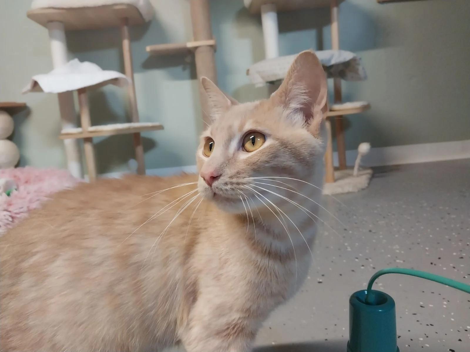 Peeta