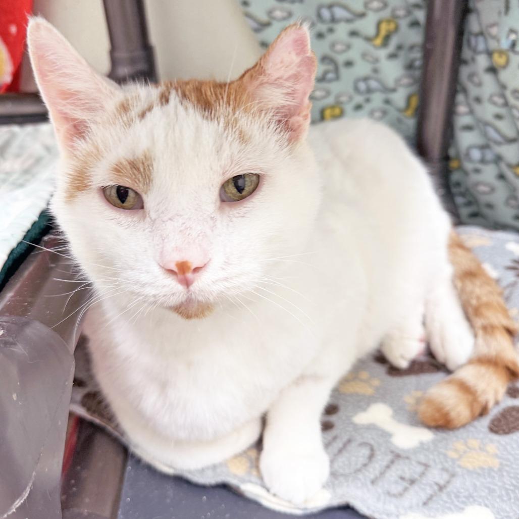 Jay Gatsby, Adoptable, Senior Male Domestic Short Hair.