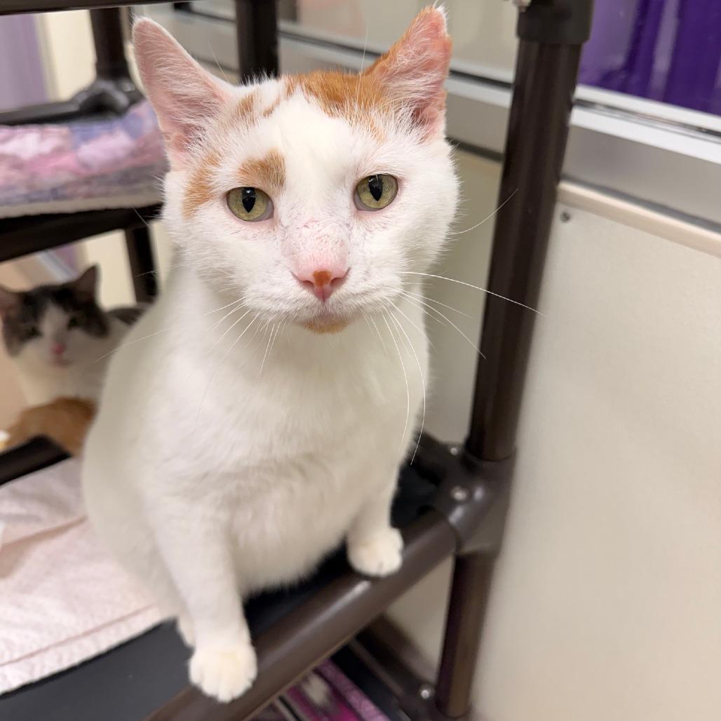 Enlarge Jay Gatsby, a Adoptable Domestic Short Hair in Oshkosh, WI image 2/5