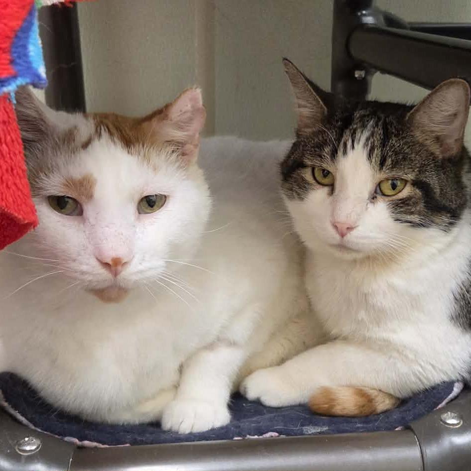 Enlarge Jay Gatsby, a Adoptable Domestic Short Hair in Oshkosh, WI image 3/5