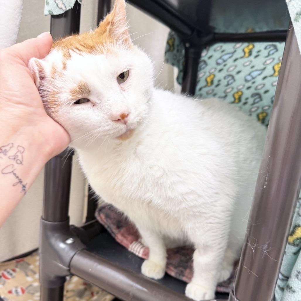 Enlarge Jay Gatsby, a Adoptable Domestic Short Hair in Oshkosh, WI image 4/5