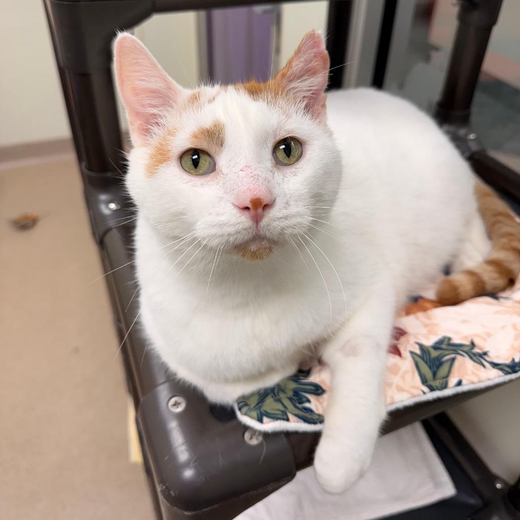 Enlarge Jay Gatsby, a Adoptable Domestic Short Hair in Oshkosh, WI image 5/5