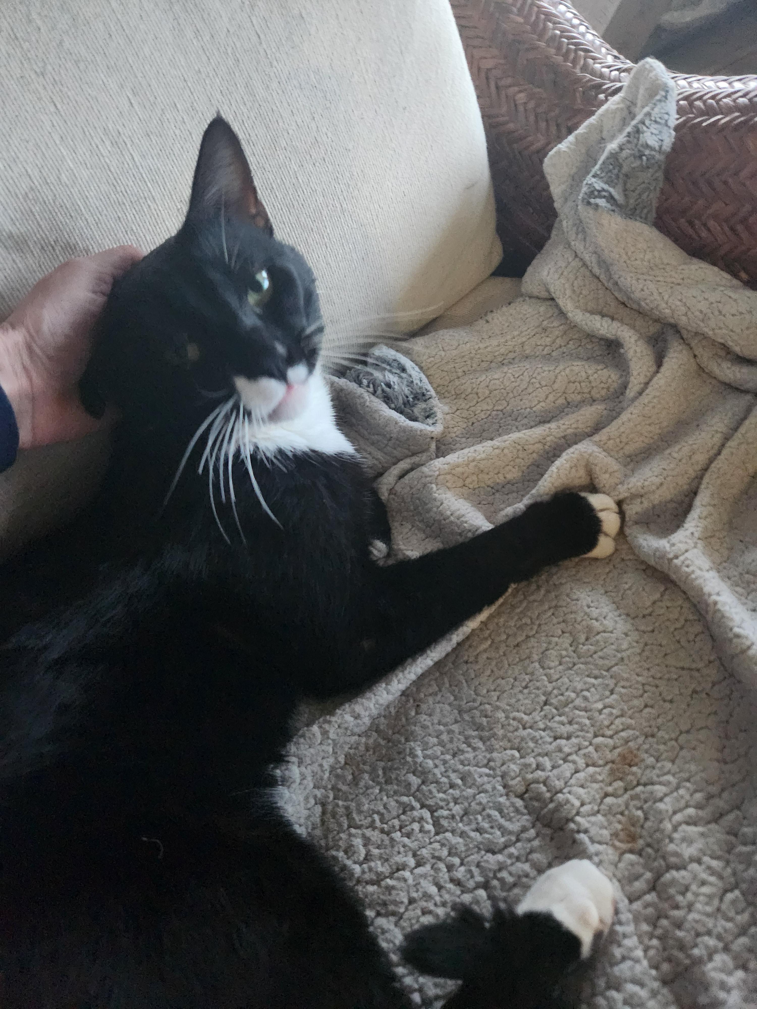 Enlarge Tibu, a ADOPTABLE mixed breed in Tehachapi, CA image 2/2