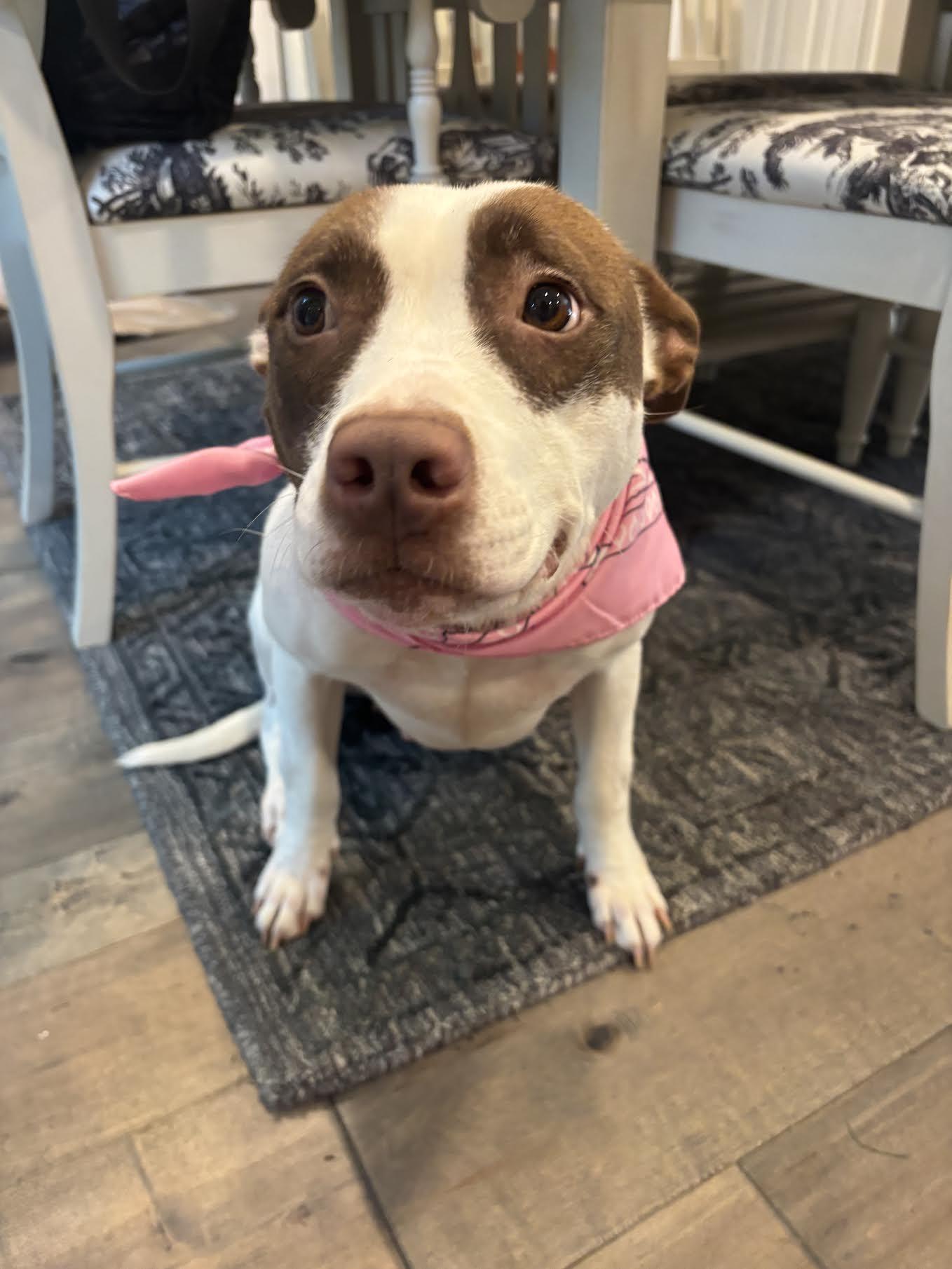 Valencia, an adopted mixed breed in Cumming, GA image 4/6