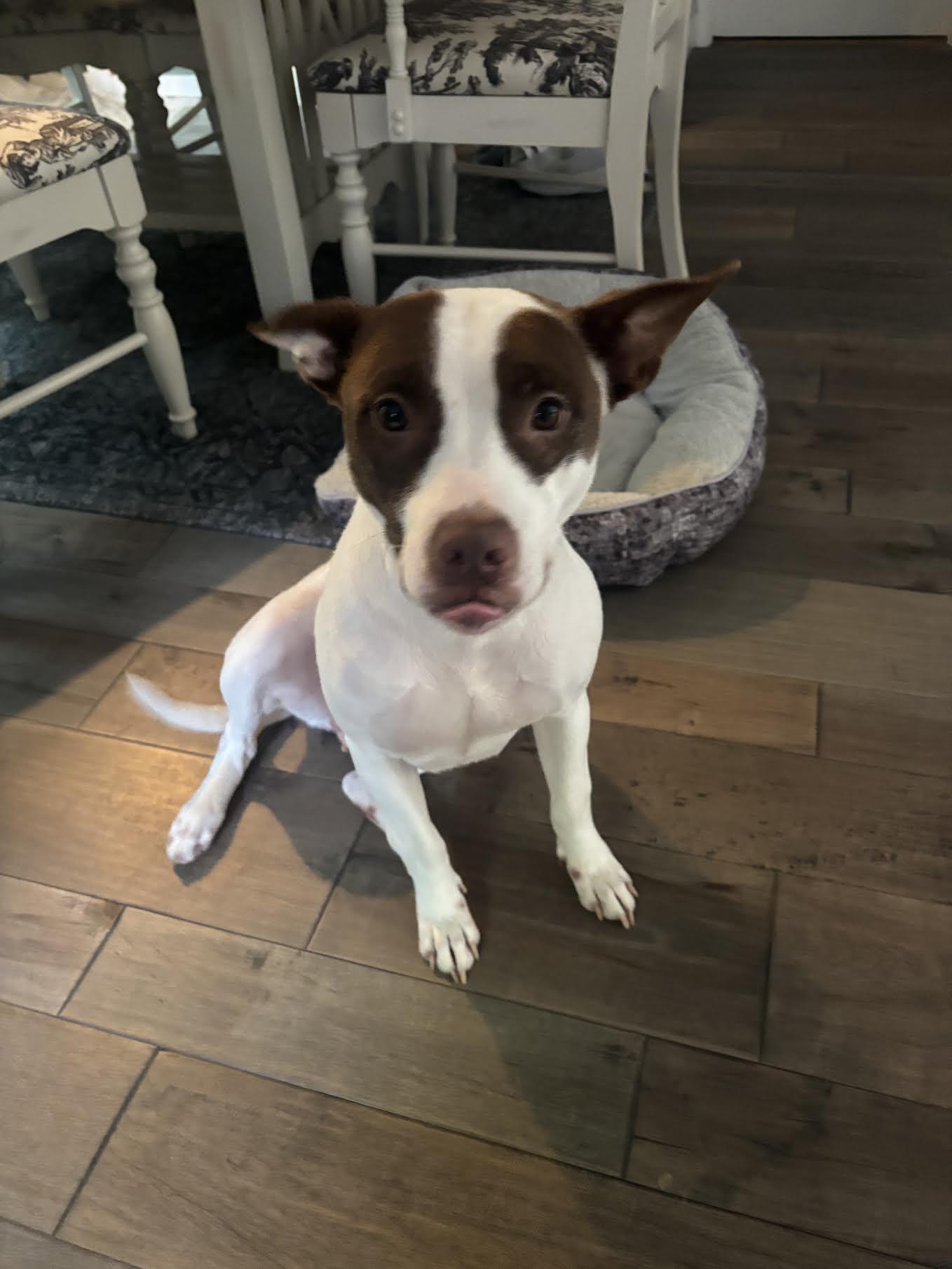 Valencia, an adopted mixed breed in Cumming, GA image 3/6