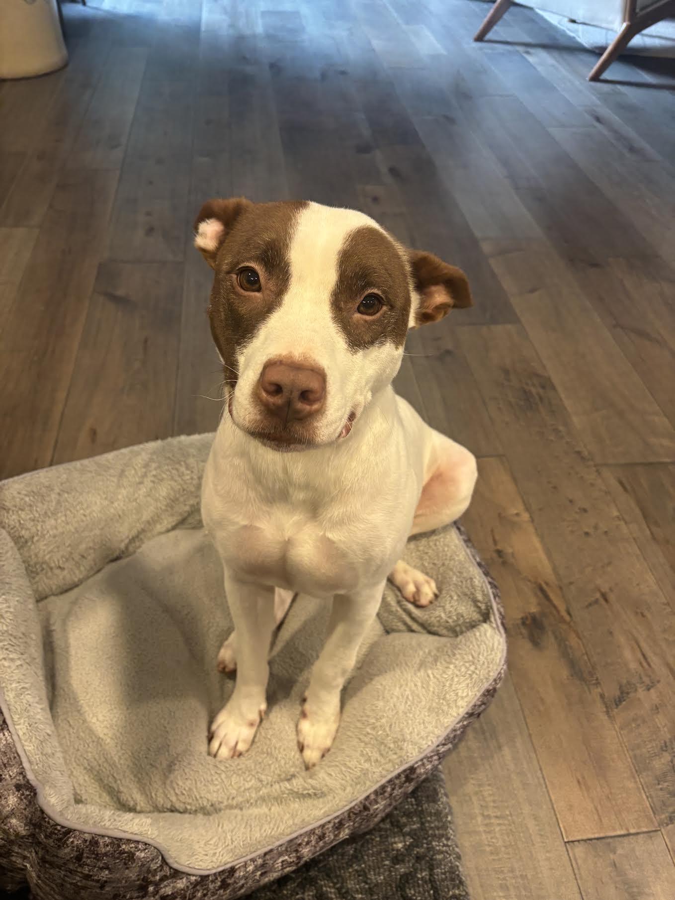 Valencia, an adopted mixed breed in Cumming, GA image 5/6