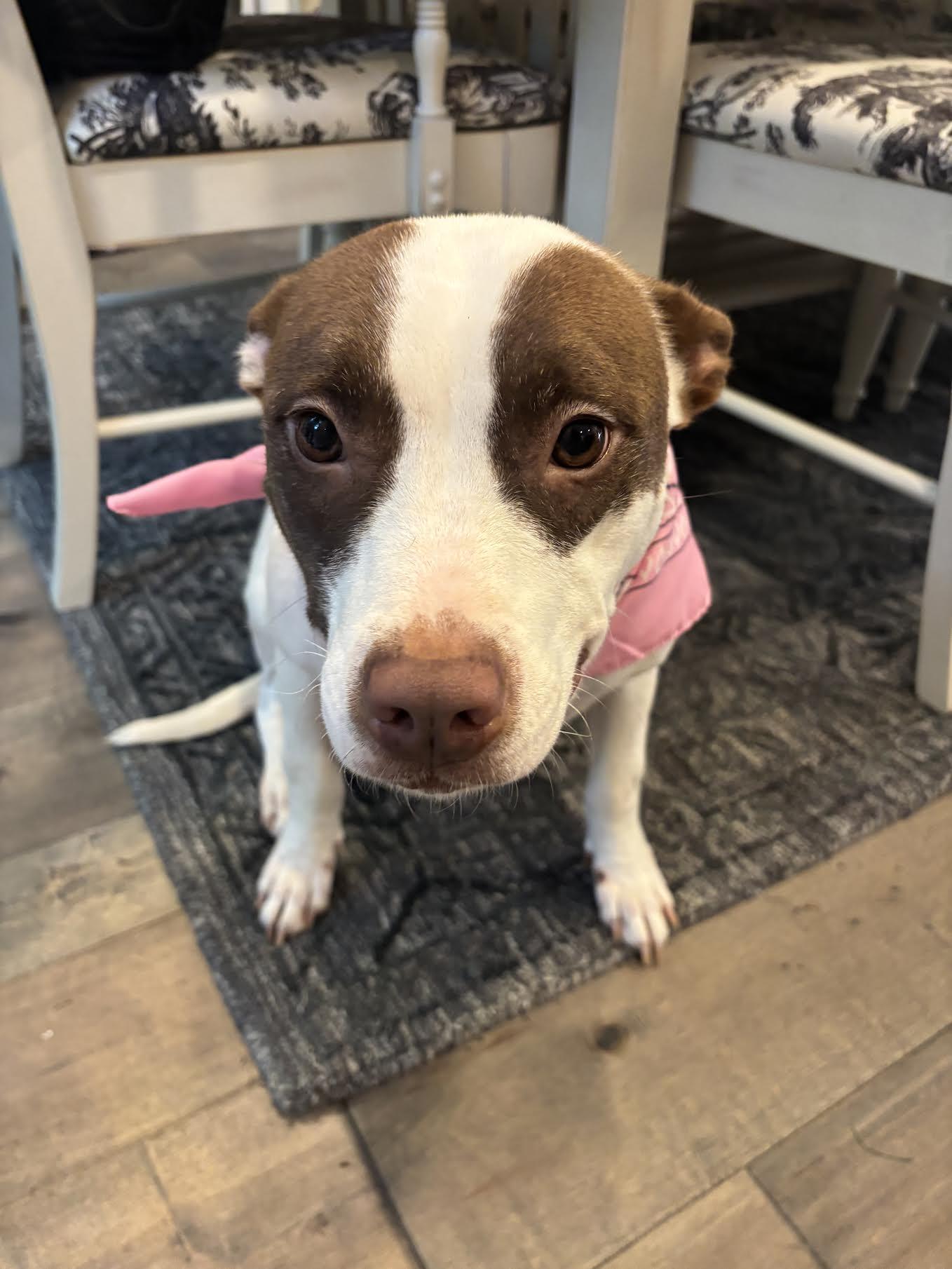 Valencia, an adopted mixed breed in Cumming, GA image 2/6