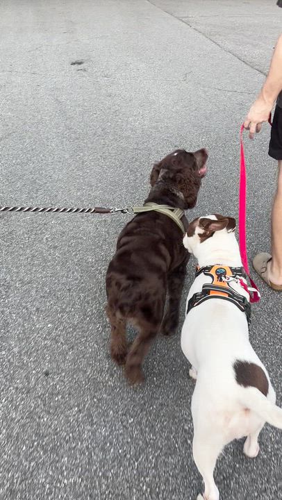 Enlarge Valencia, an adopted mixed breed in Cumming, GA video 6/6