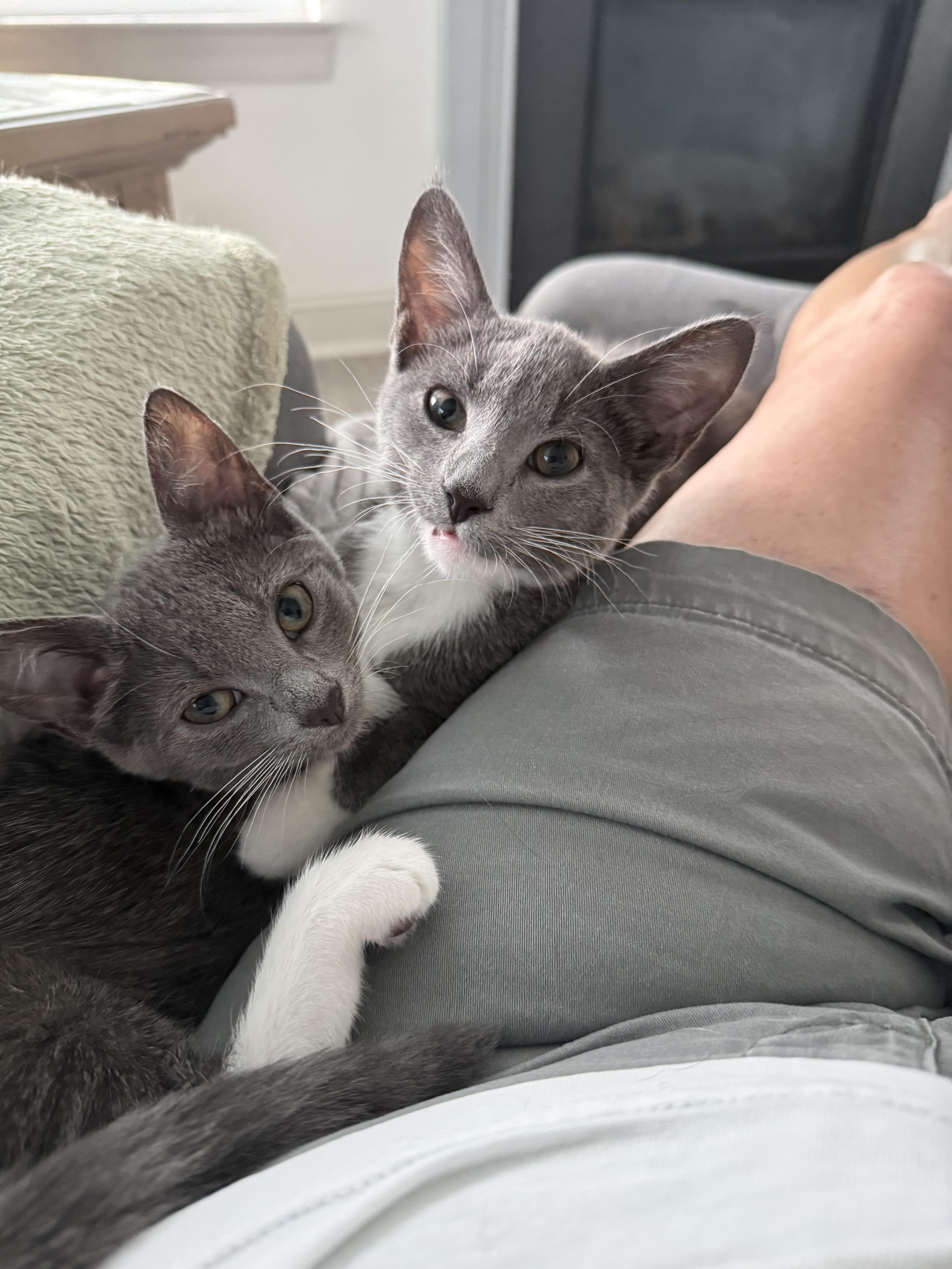 Pearl, an adopted Domestic Short Hair in Smyrna, DE image 6/6