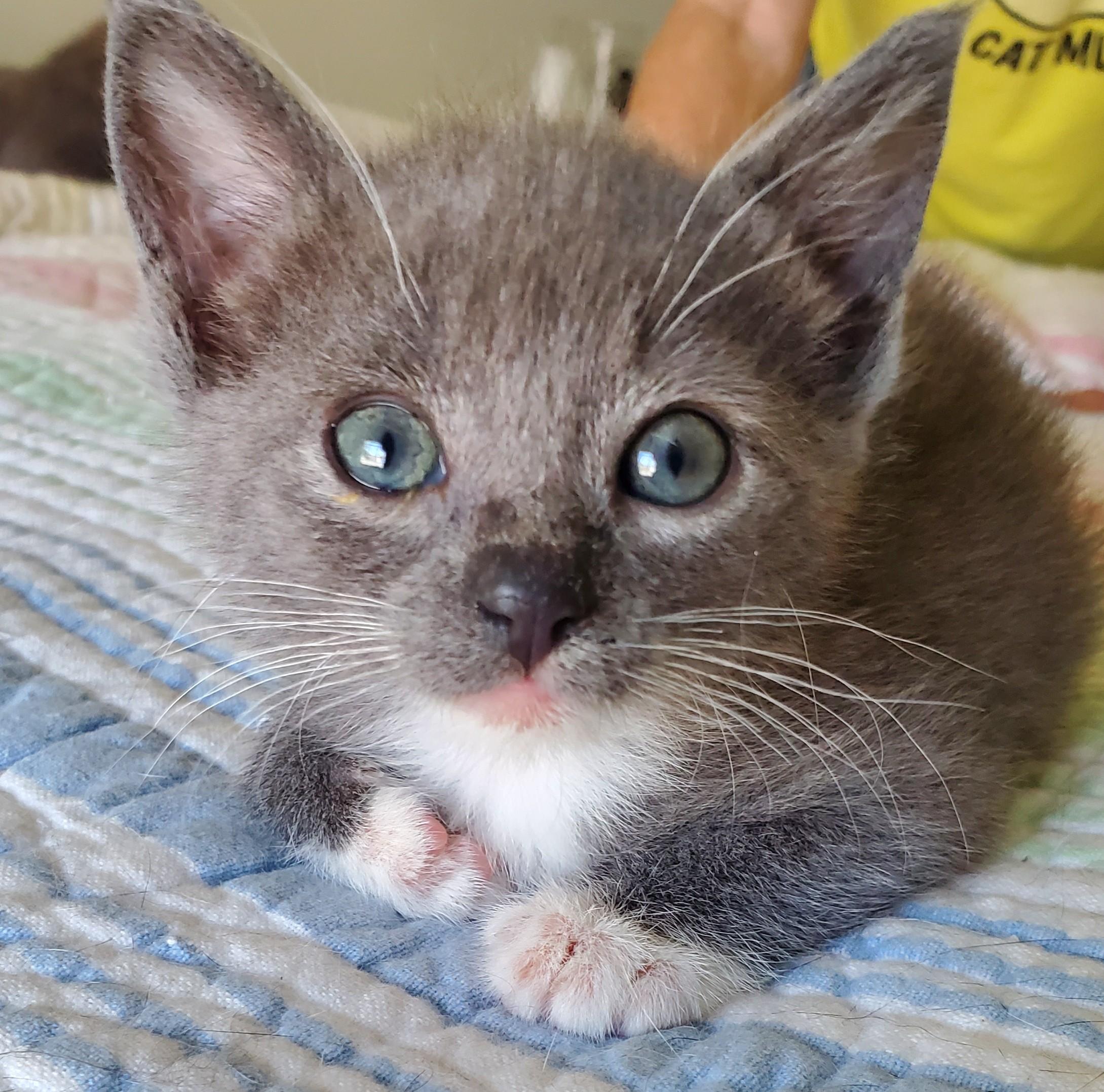 Pearl, an adopted Domestic Short Hair in Smyrna, DE image 2/6
