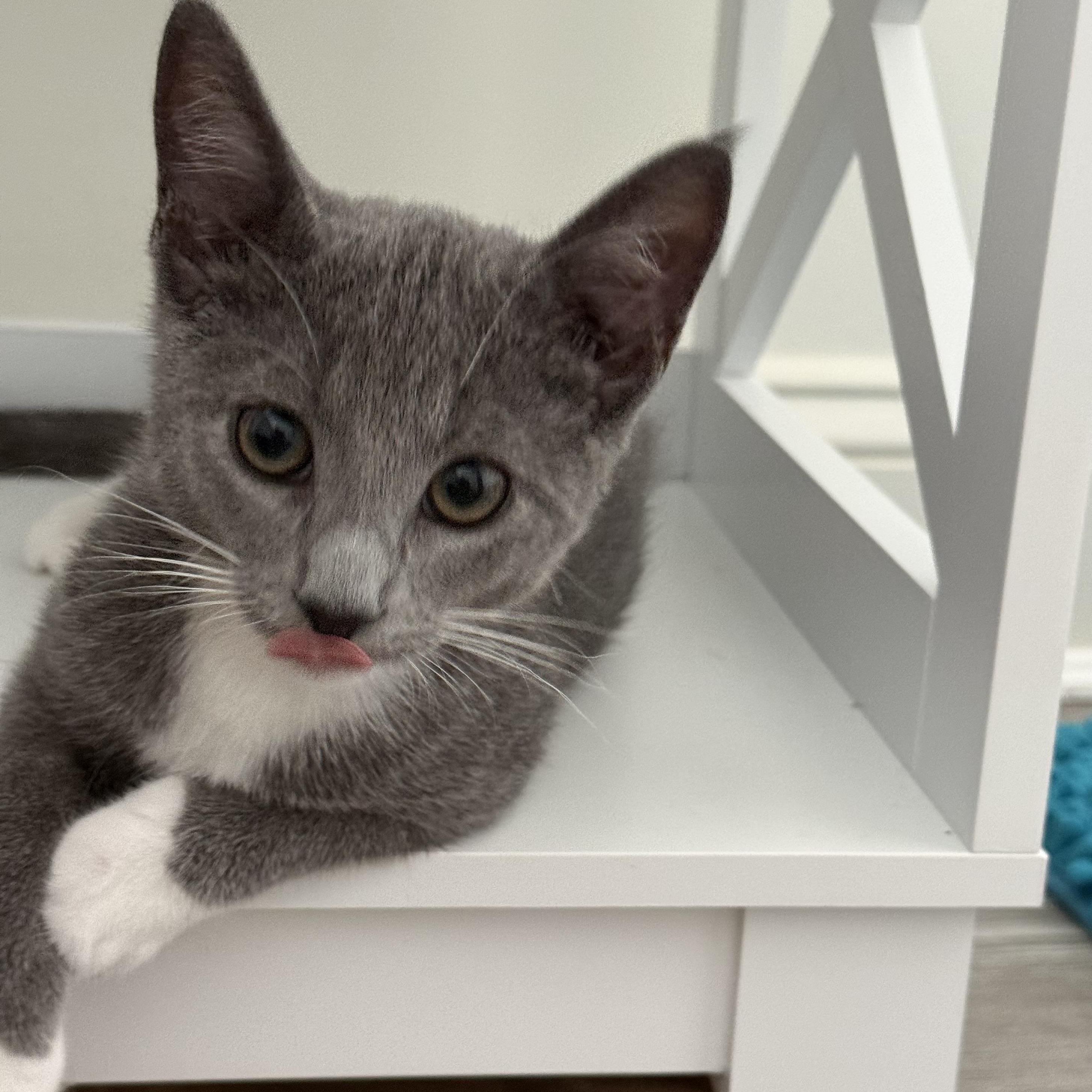 Pearl, adopted, Kitten Female Domestic Short Hair.