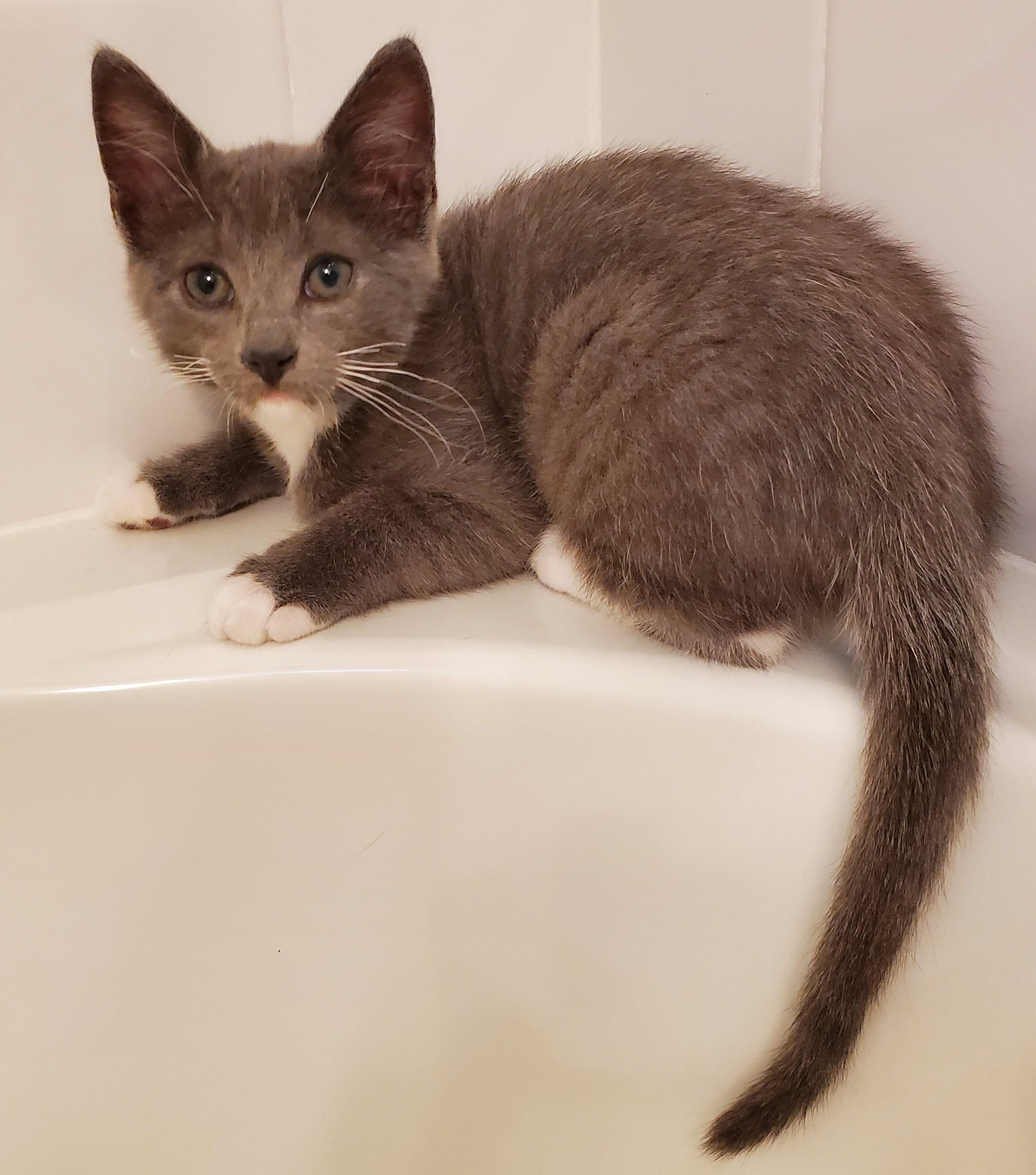 Pearl, an adopted Domestic Short Hair in Smyrna, DE image 3/6