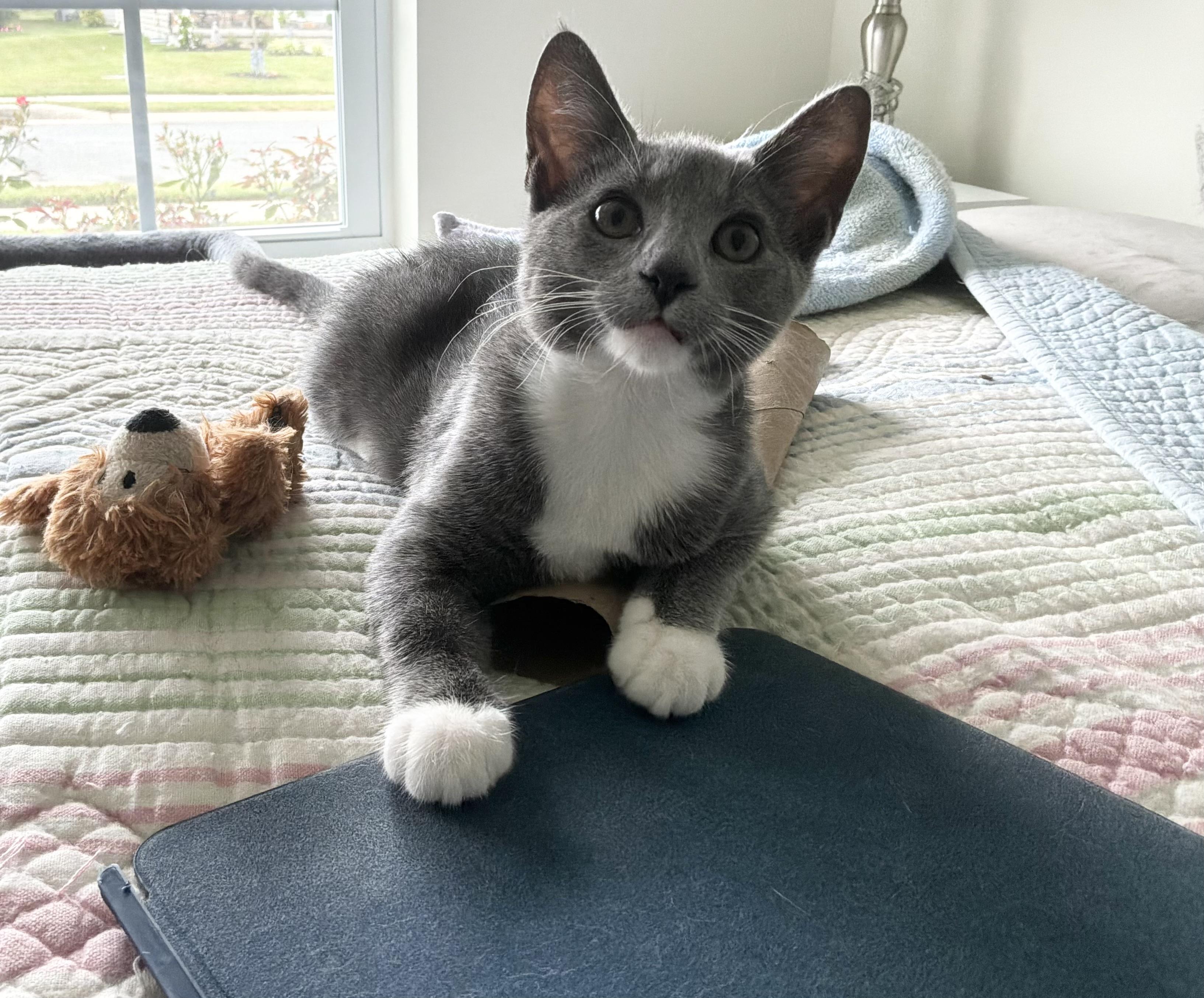 Pearl, an adopted Domestic Short Hair in Smyrna, DE image 5/6