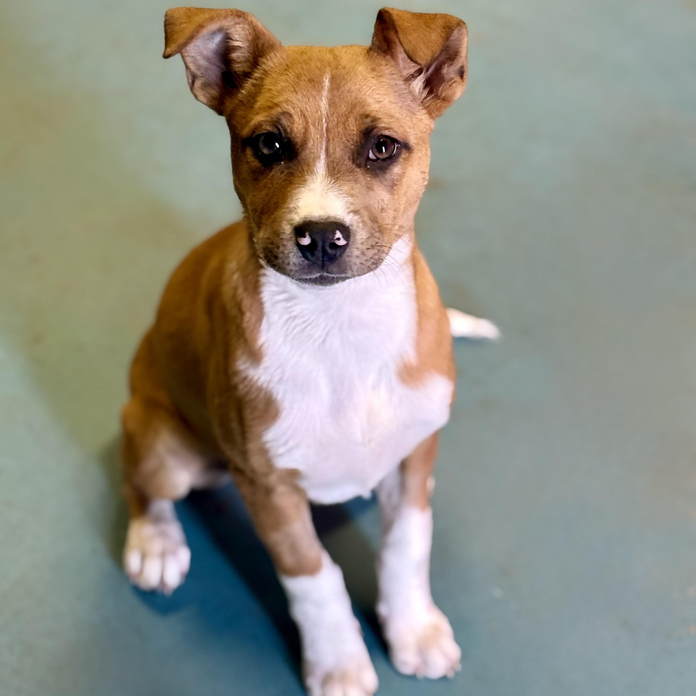 Enlarge Pumpkin Spice, a Adoptable mixed breed in Glenolden, PA image 1/6