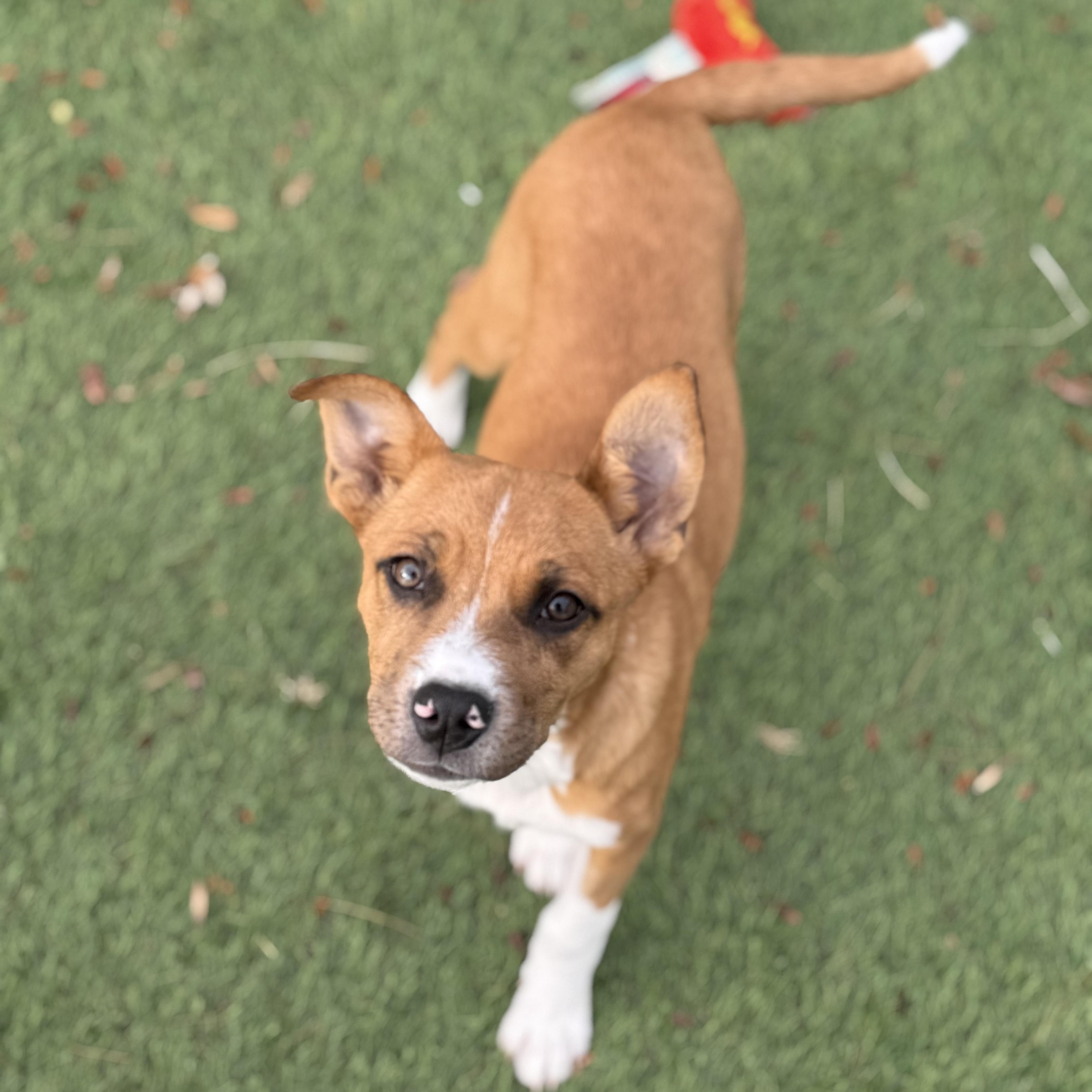 Enlarge Pumpkin Spice, a Adoptable mixed breed in Glenolden, PA image 2/6