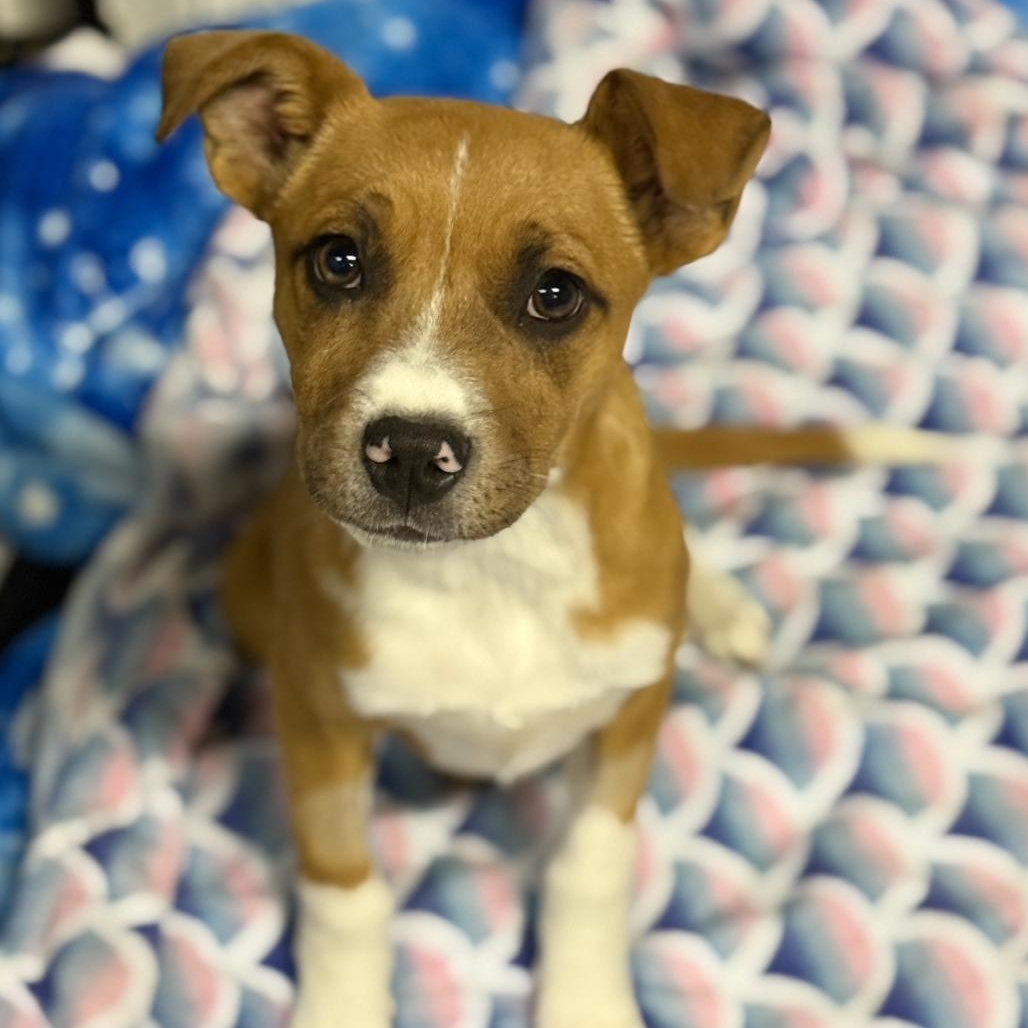 Enlarge Pumpkin Spice, a Adoptable mixed breed in Glenolden, PA image 4/6