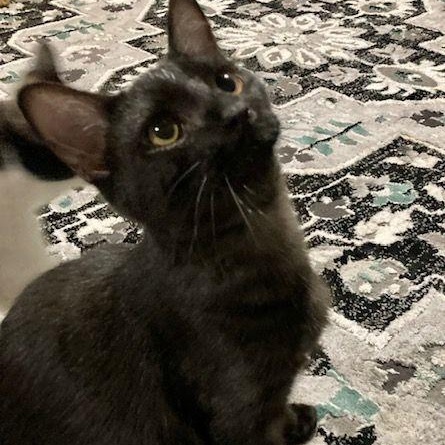 Enlarge Zinc, a Adoptable Domestic Short Hair in Lake Orion, MI image 1/6